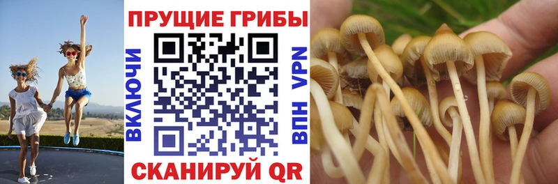 Галлюциногенные грибы мицелий  blacksprut tor  Алапаевск 